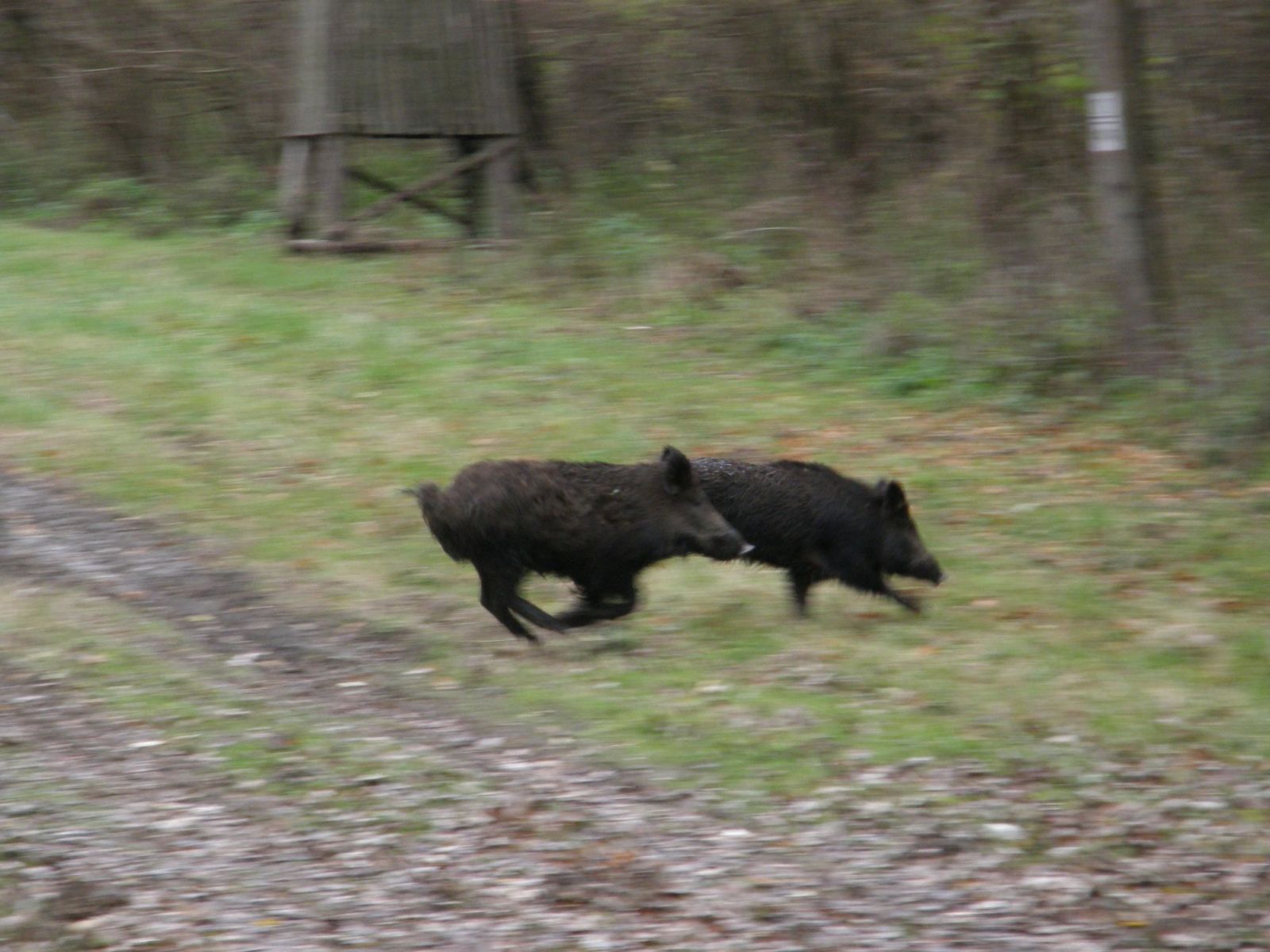Wildcro - wild boar hunting