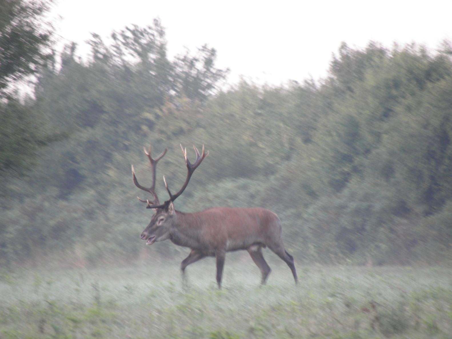 FOG IN THE AREA OF BARANJA – STAGS IN THE MIST