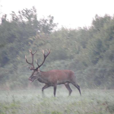 Stags in the mist