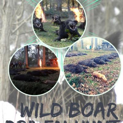Wildcro Wild Boar 00005